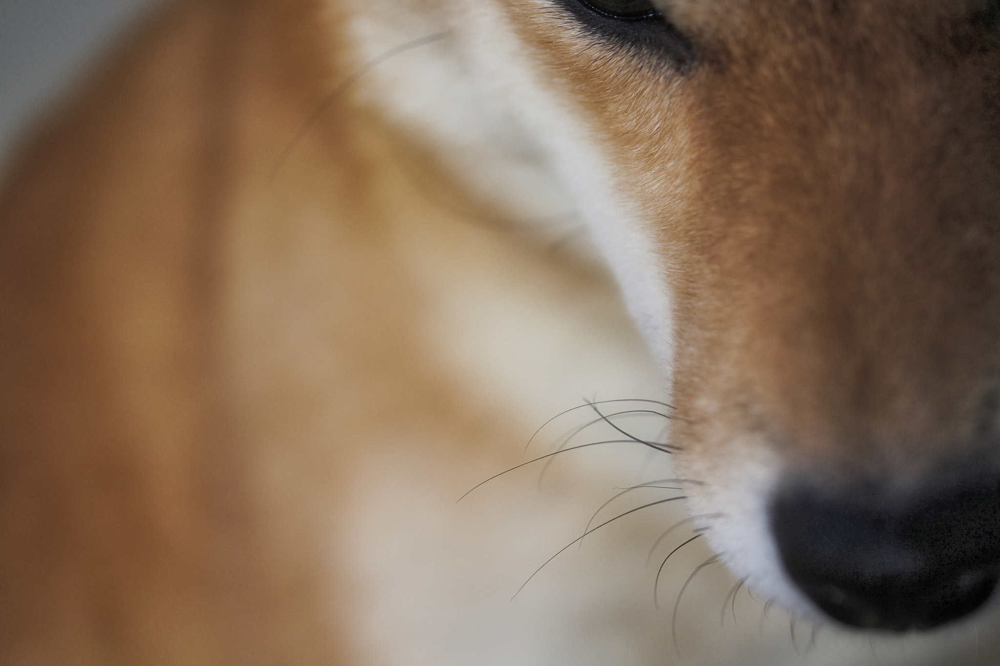 Canon EF-S 60mm F2.8 Macro USM sample photo. Shy shiba photography