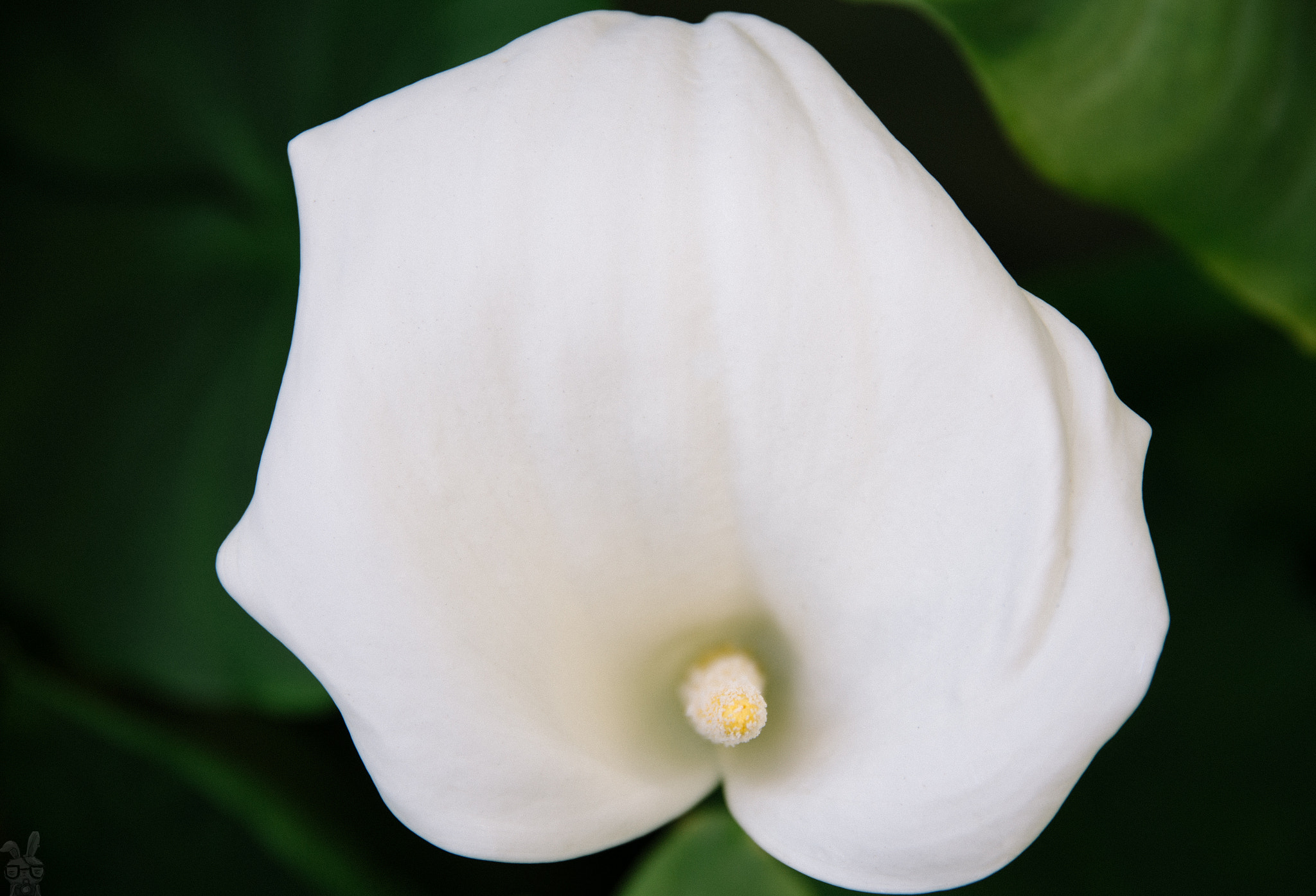 Canon EOS 6D + Canon EF 500mm F4L IS USM sample photo. Zantedeschia aethiopica.jpg photography