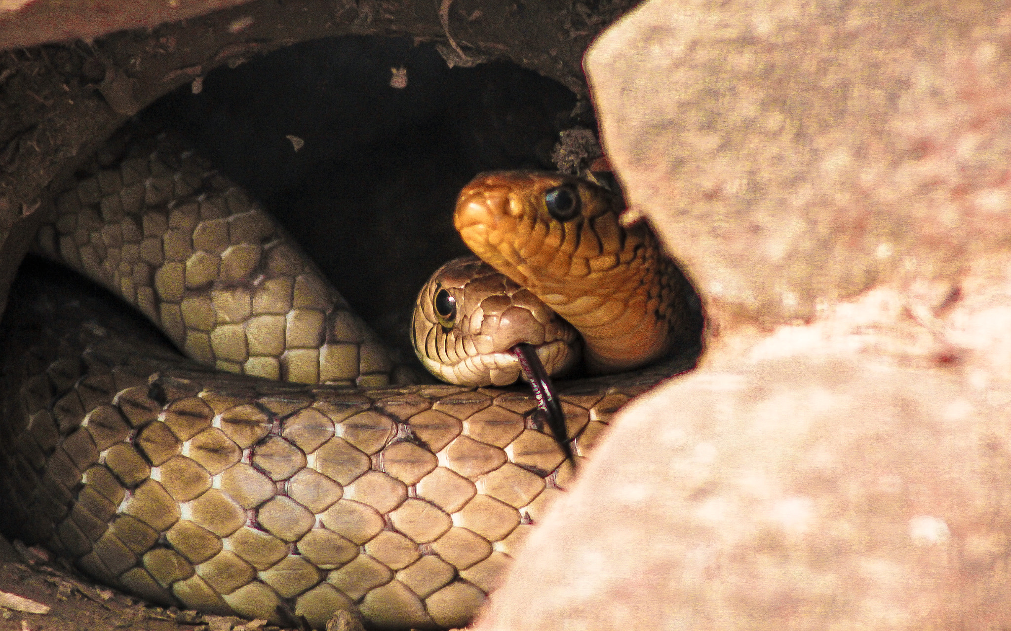 Canon EOS 550D (EOS Rebel T2i / EOS Kiss X4) sample photo. Snake life photography