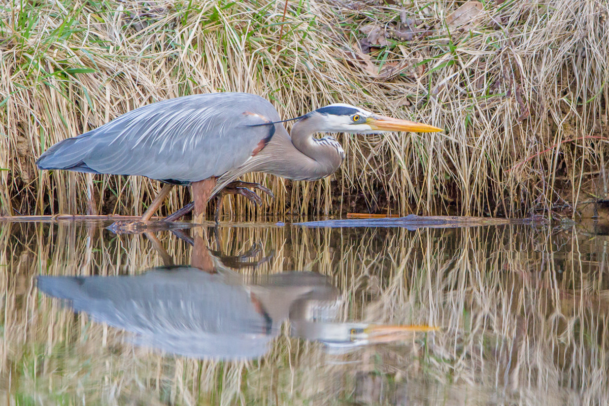 Canon EF 200-400mm F4L IS USM Extender 1.4x sample photo. Great blue heron photography