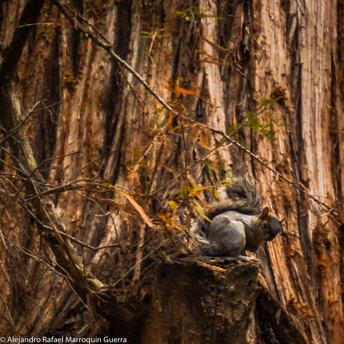 Fujifilm FinePix E550 sample photo. Squirrel on chapultepec forest.jpg photography