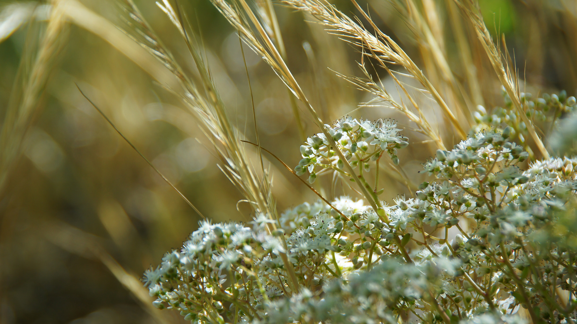 Sony Alpha DSLR-A580 sample photo. The force photography