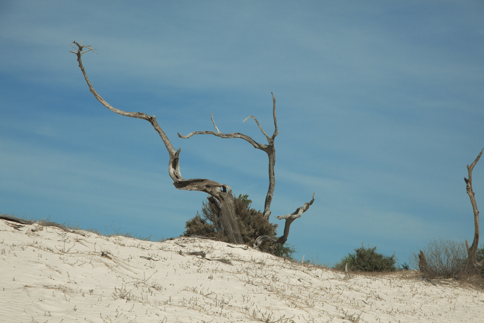 Canon EF 28-200mm F3.5-5.6 USM sample photo. Driftwood on beach photography