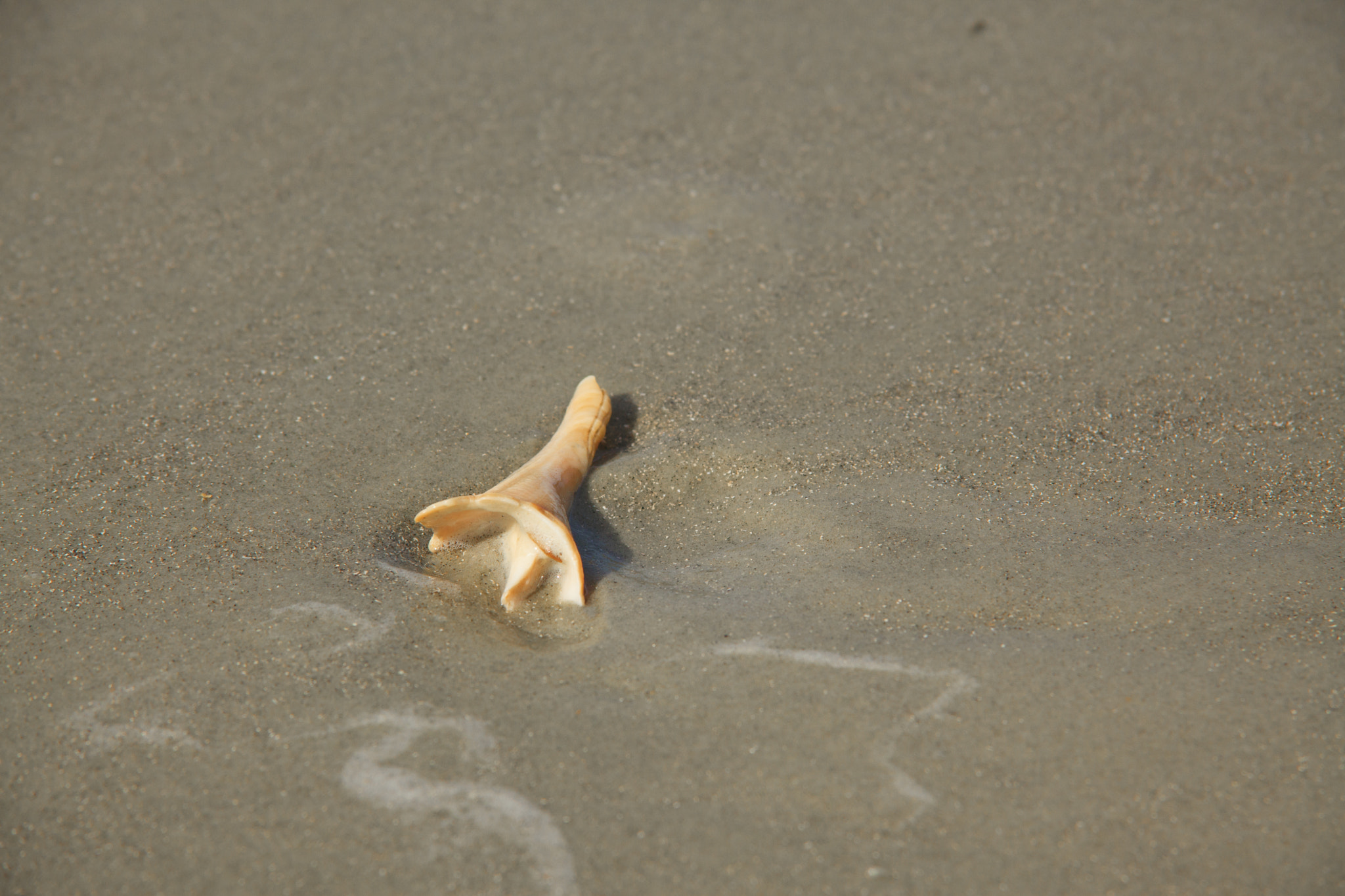 Canon EF 28-200mm F3.5-5.6 USM sample photo. Spiral seashell on beach photography