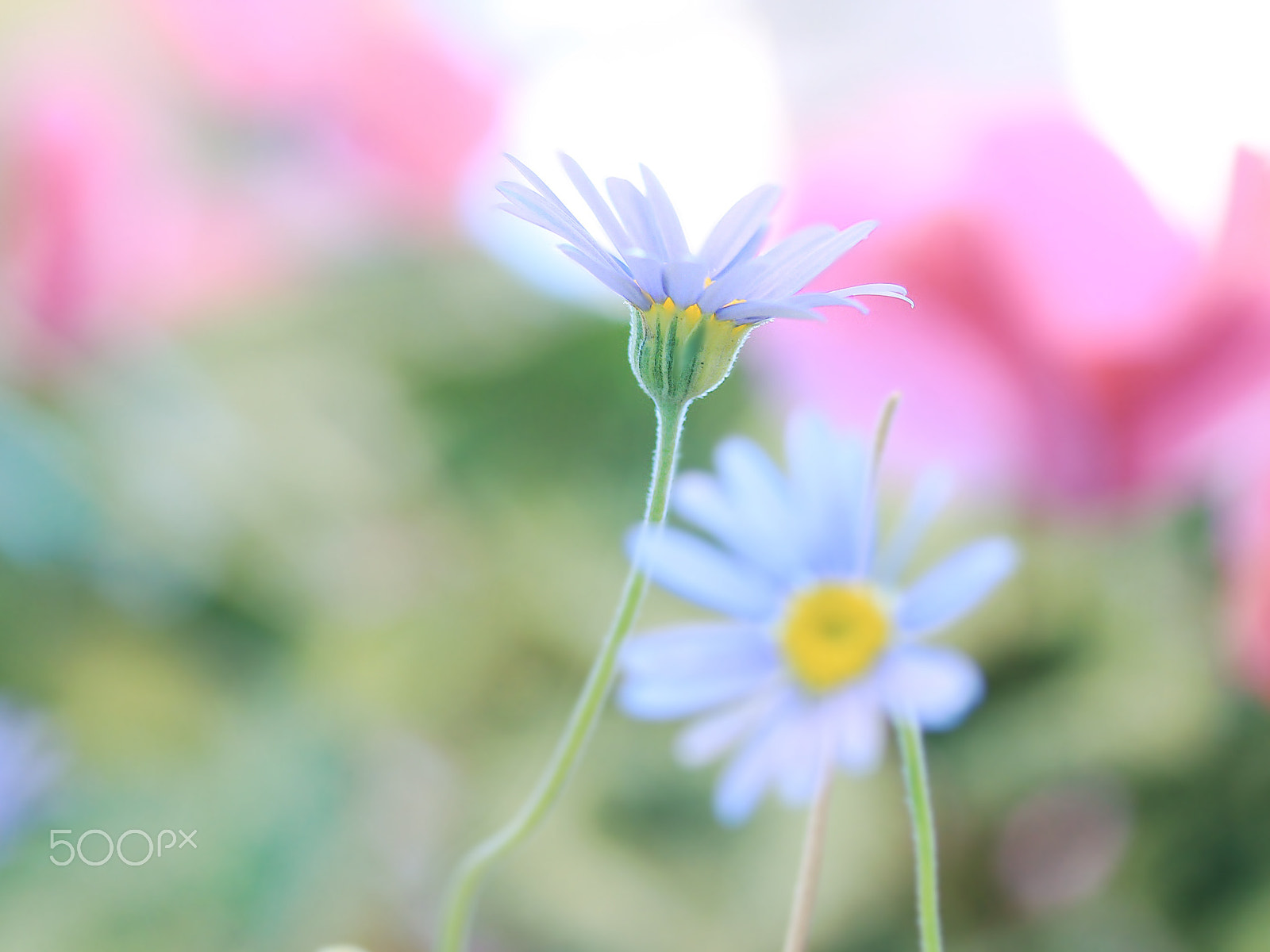 Canon EF-S 60mm F2.8 Macro USM sample photo. Blue daisy photography