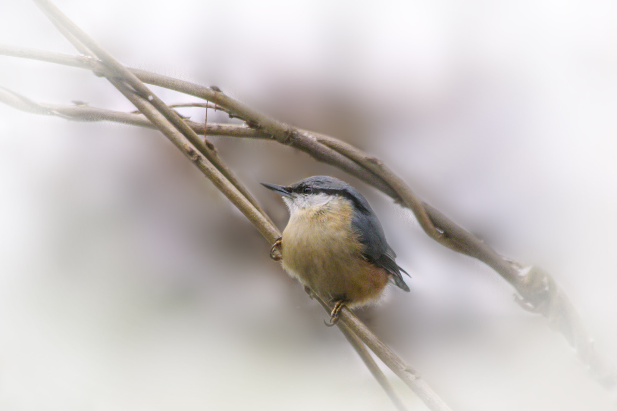 Canon EF 70-300mm F4-5.6 IS USM sample photo. Untitled photography