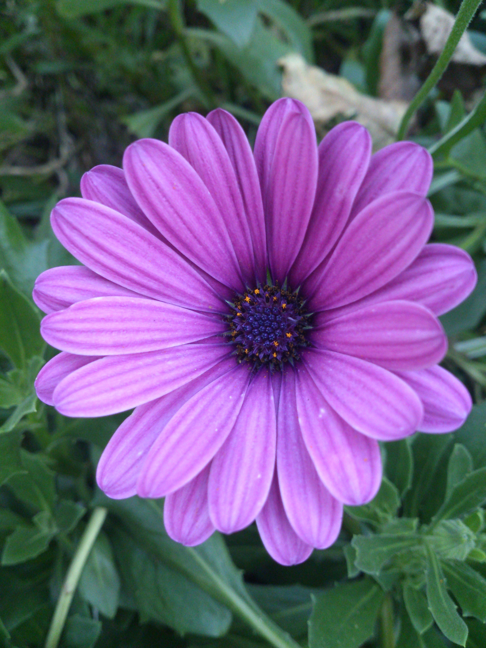 Sony Xperia V sample photo. Belleza violeta photography