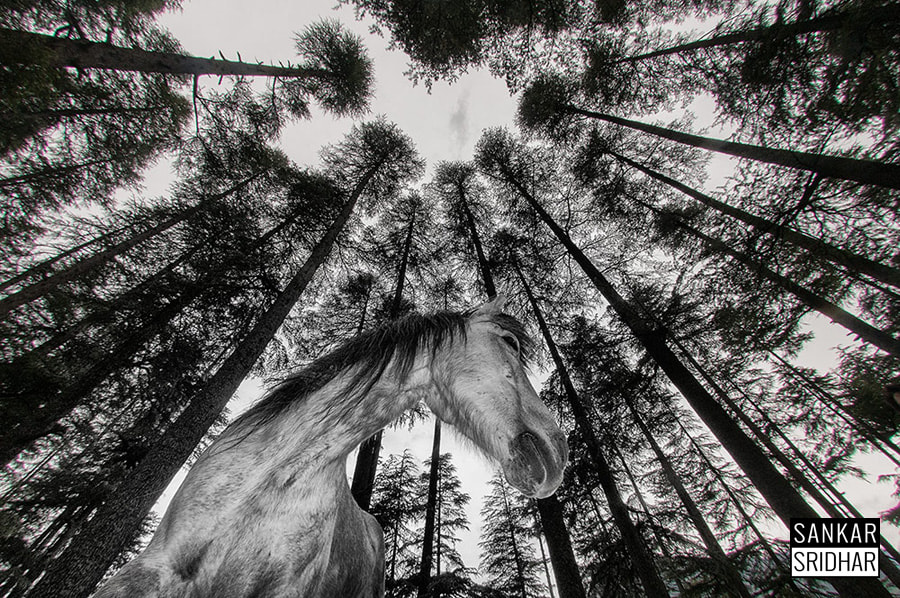 Nikon AF DX Fisheye-Nikkor 10.5mm F2.8G ED sample photo. Himalaya's horses photography