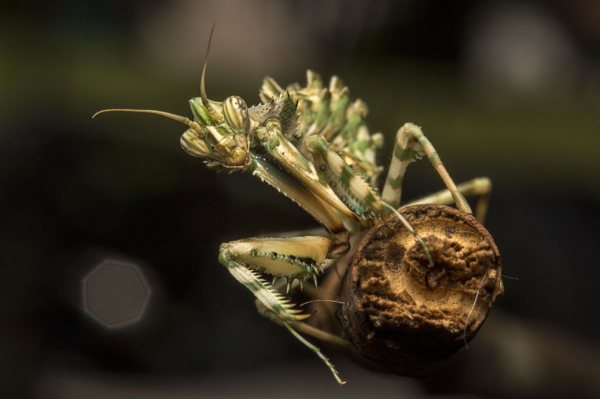 Canon EF-S 60mm F2.8 Macro USM sample photo. Thistle mantis photography