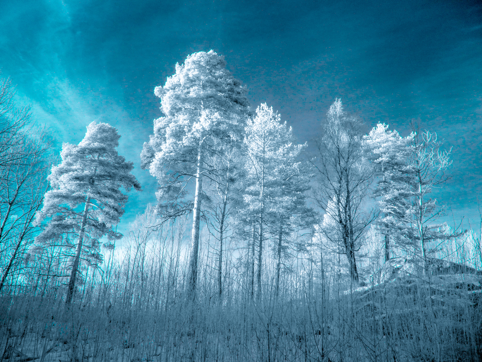 Panasonic DMC-SZ7 sample photo. Cyan & trees ir color photography