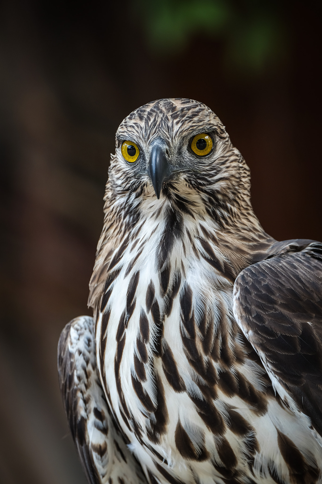 Fujifilm XF 100-400mm F4.5-5.6 R LM OIS WR sample photo. The eagle photography