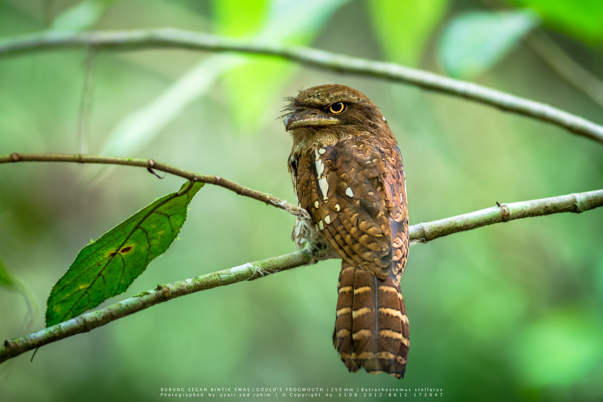 Nikon AF-S Nikkor 300mm F2.8G ED VR II sample photo. Gould's frogmouth photography