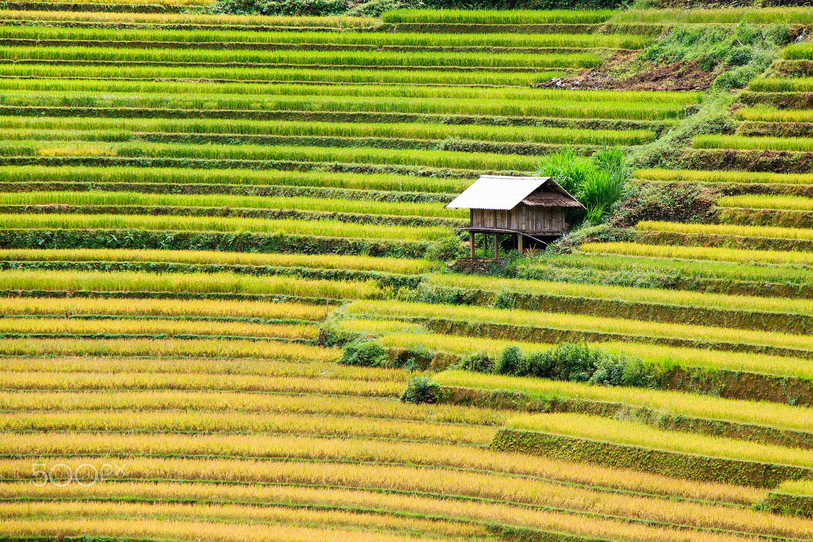 Canon EOS 650D (EOS Rebel T4i / EOS Kiss X6i) sample photo. Terraced fields photography