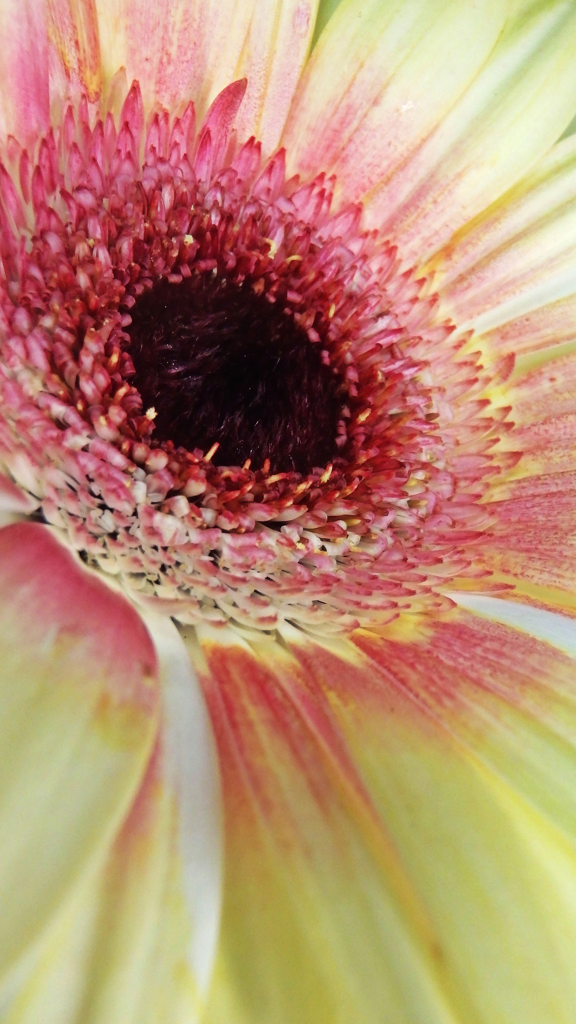 Olympus TG-830 sample photo. Gerbera daisy........ photography