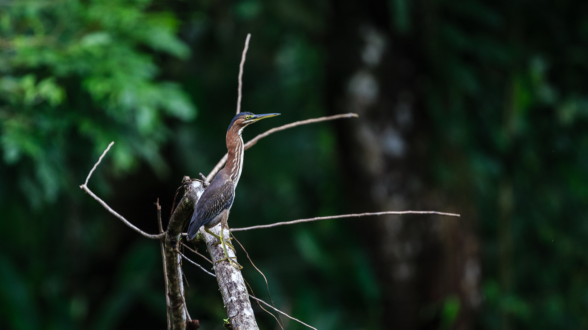 Canon EF 400mm F4 DO IS II USM sample photo. Green heron photography