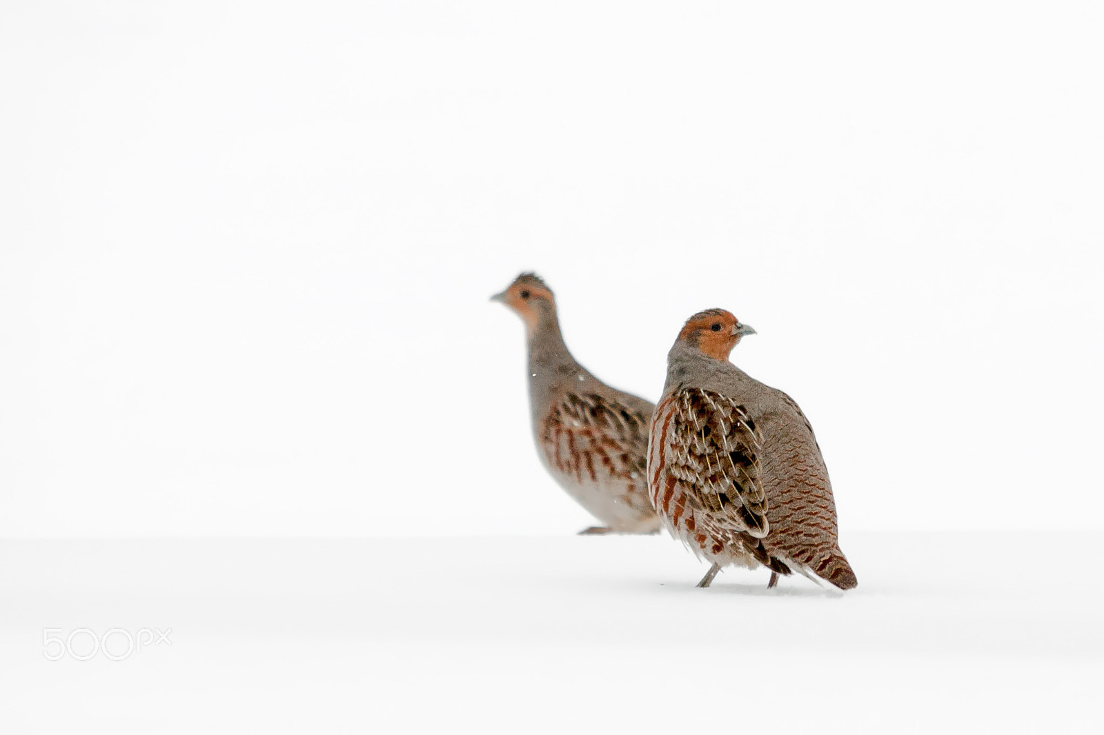 Sigma 150-500mm F5-6.3 DG OS HSM sample photo. Gray partridges photography