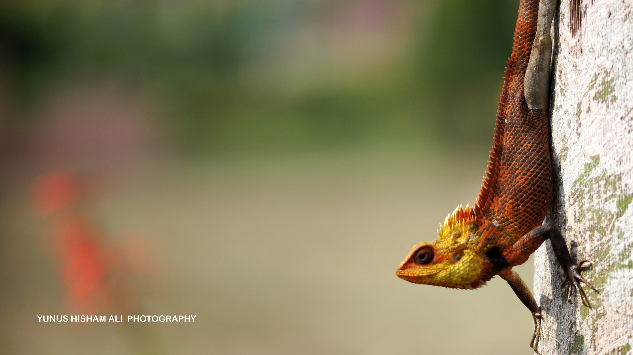105mm F2.8 sample photo. Beauty of nature 1 photography