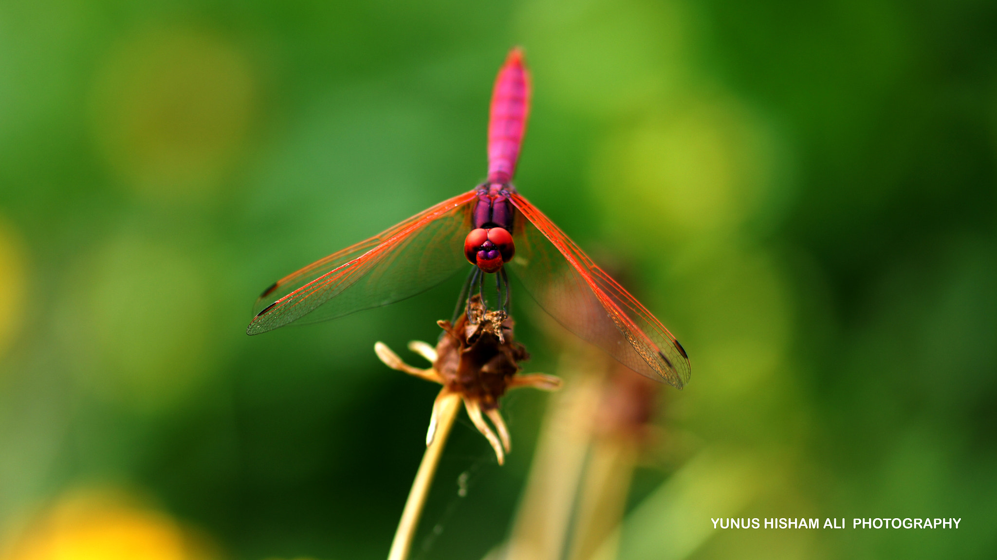 105mm F2.8 sample photo. Beauty of nature 2 photography