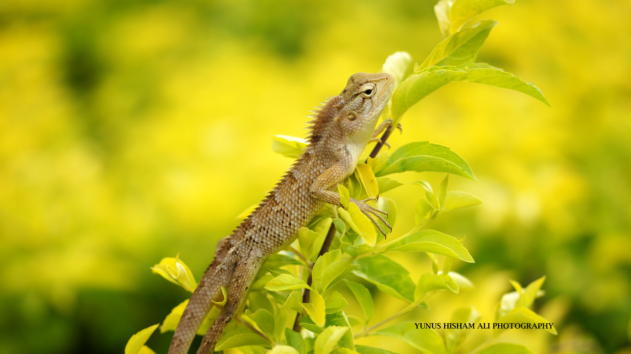 Sony SLT-A55 (SLT-A55V) + 105mm F2.8 sample photo. Beauty of nature 4 photography