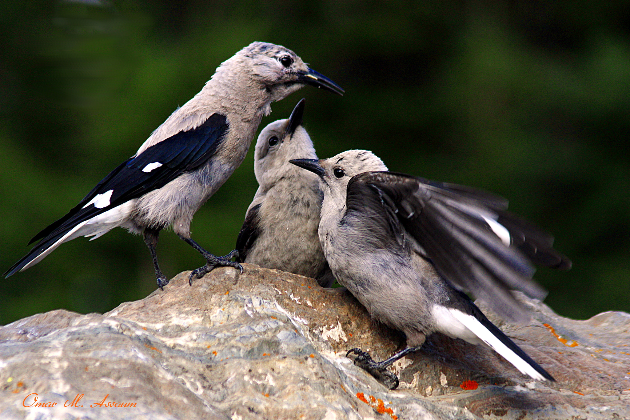 Canon EF 75-300mm F4.0-5.6 IS USM sample photo. Family of clark's nutcrackers photography