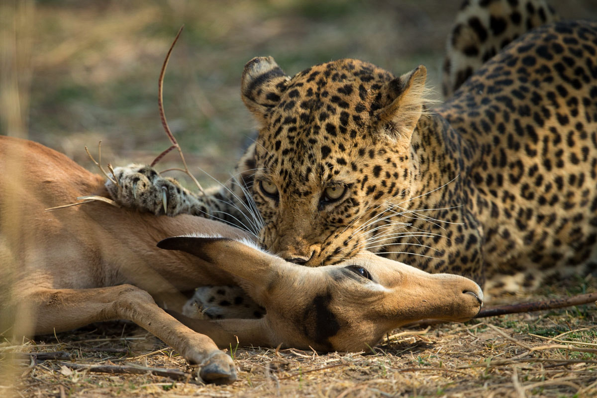 Canon EF 400mm F2.8L IS USM sample photo. The last breath photography