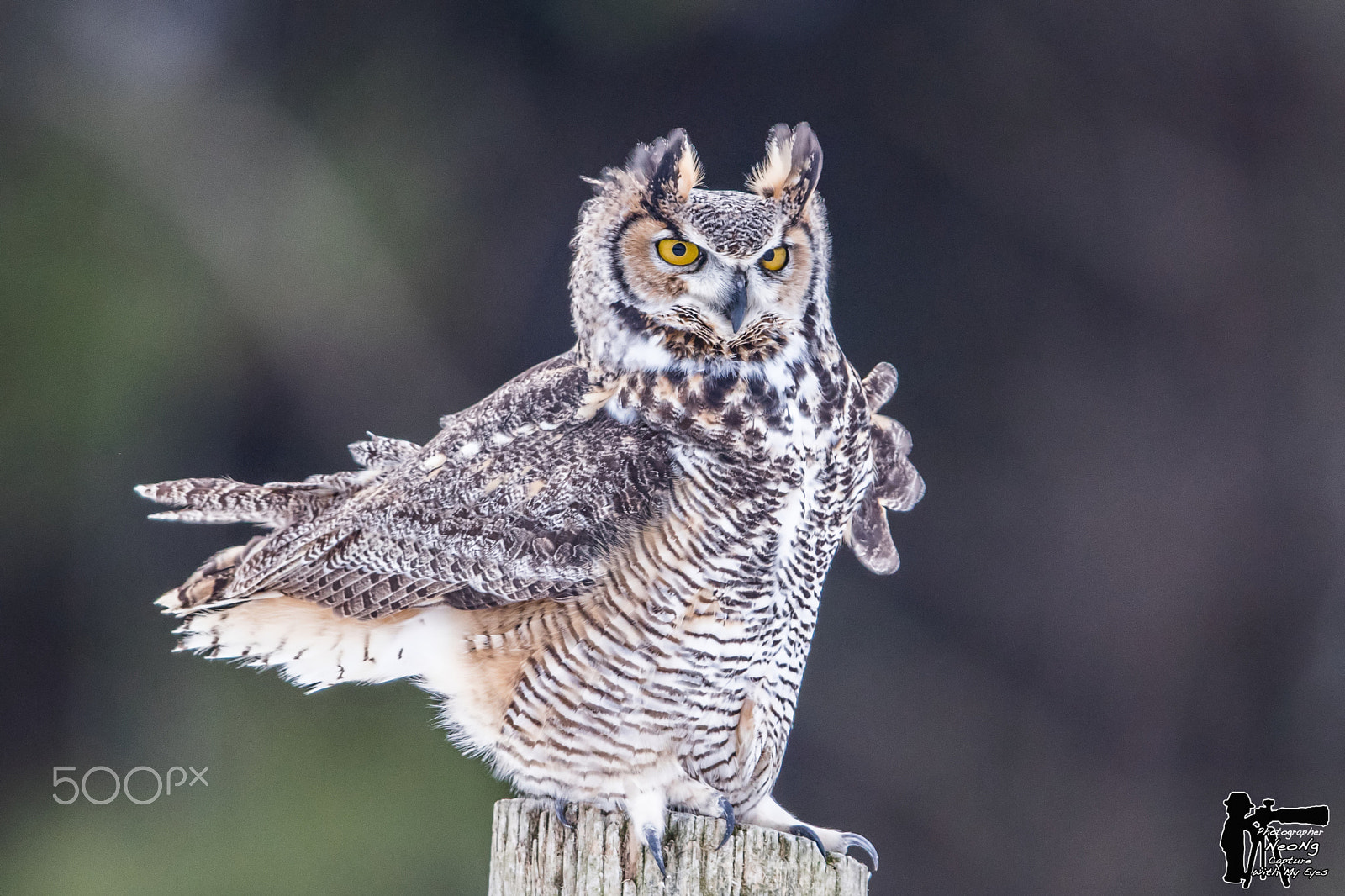 Canon EF 600mm F4L IS II USM sample photo. Wildlife photography