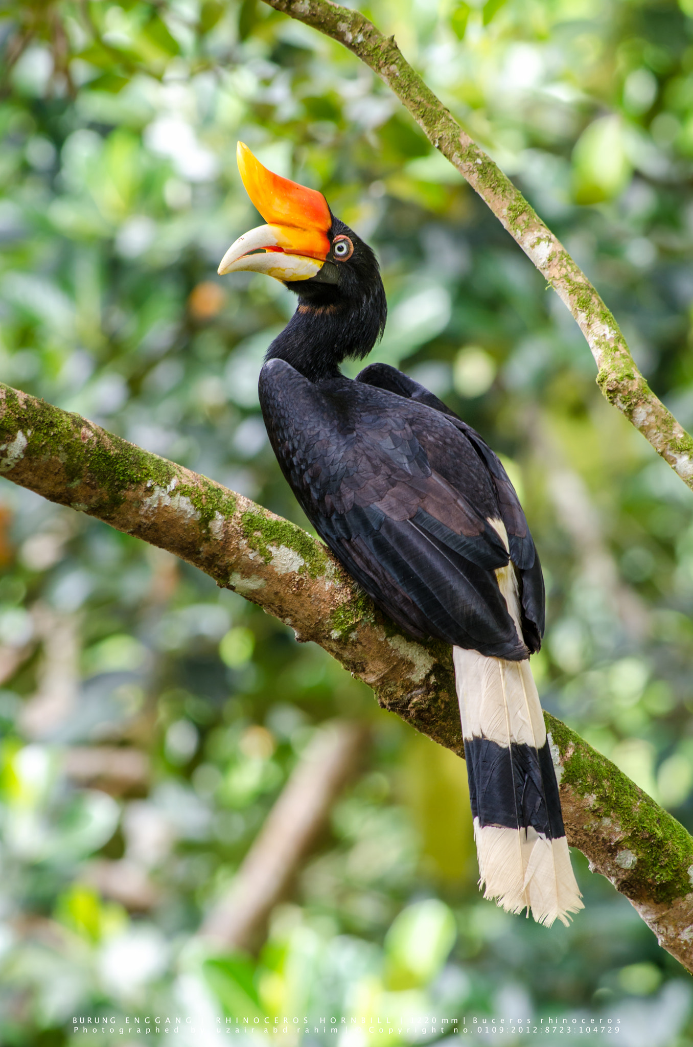Nikon AF-S Nikkor 300mm F2.8G ED VR II sample photo. Rhinoceros hornbill photography