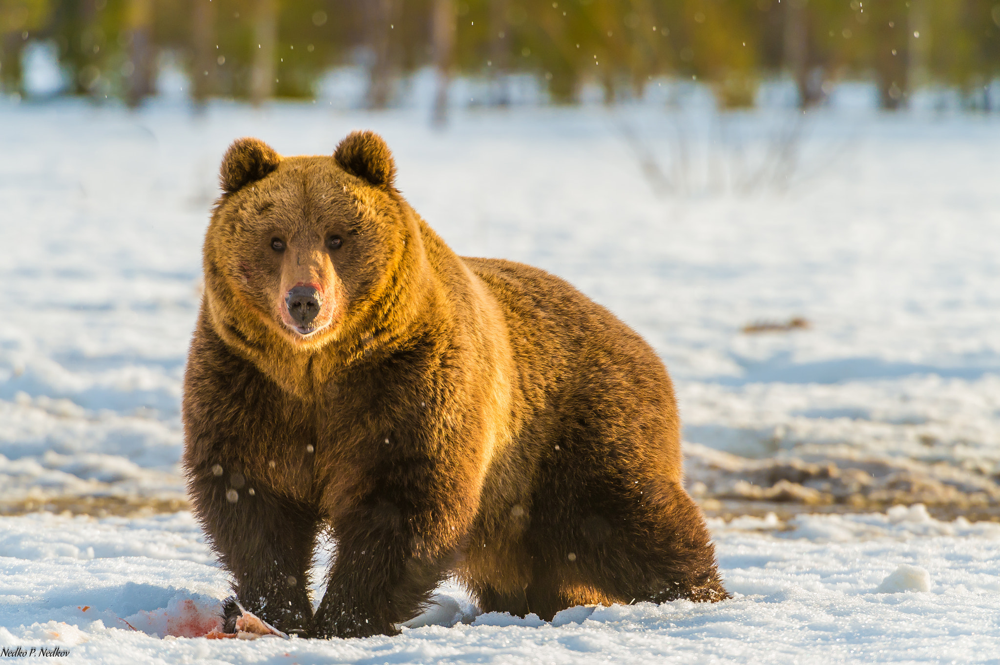 Nikon AF-S Nikkor 200-400mm F4G ED-IF VR sample photo. Wild photography