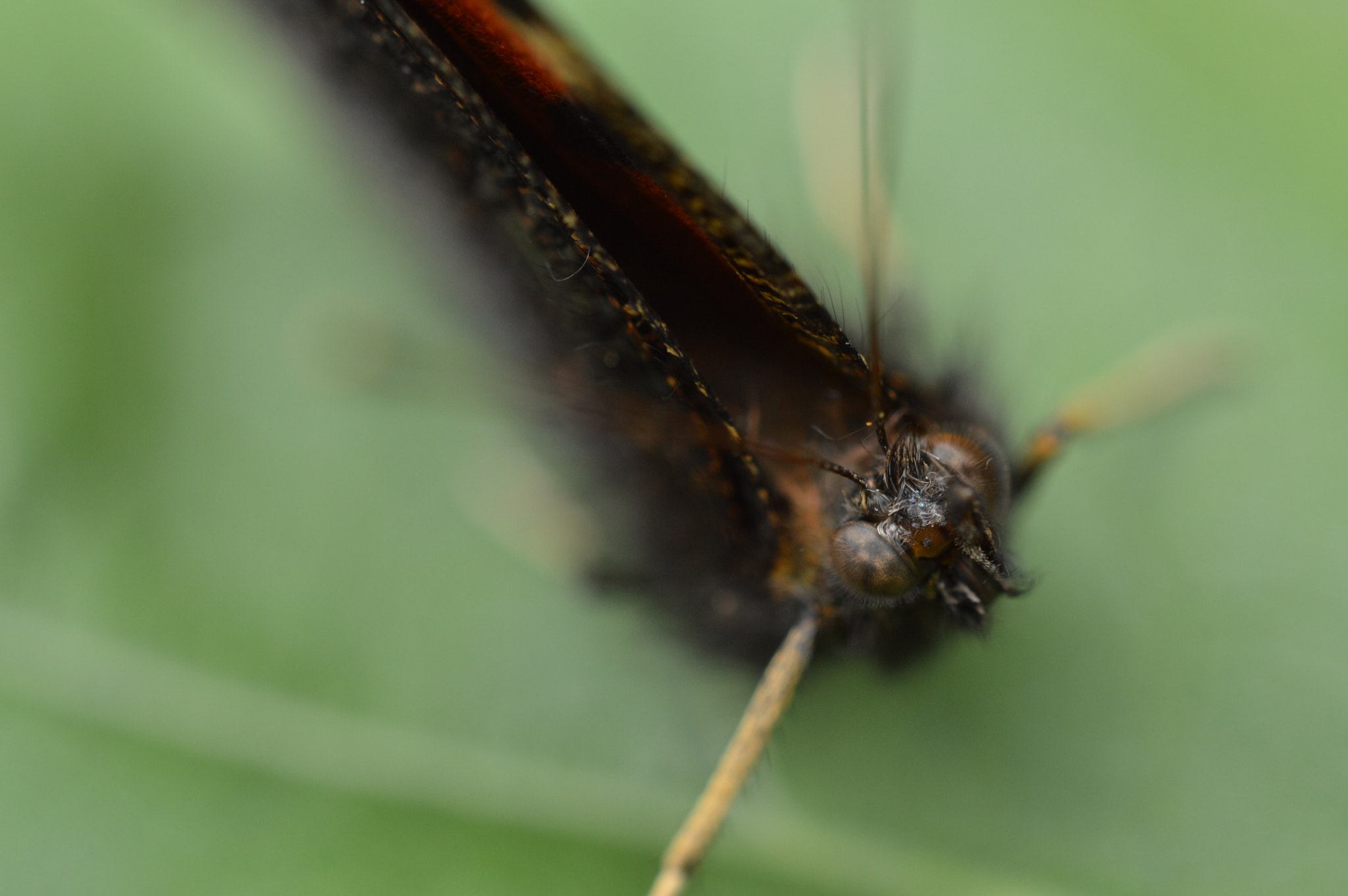 Nikon AF-S Micro-Nikkor 60mm F2.8G ED sample photo. Dsc_0300.jpg photography