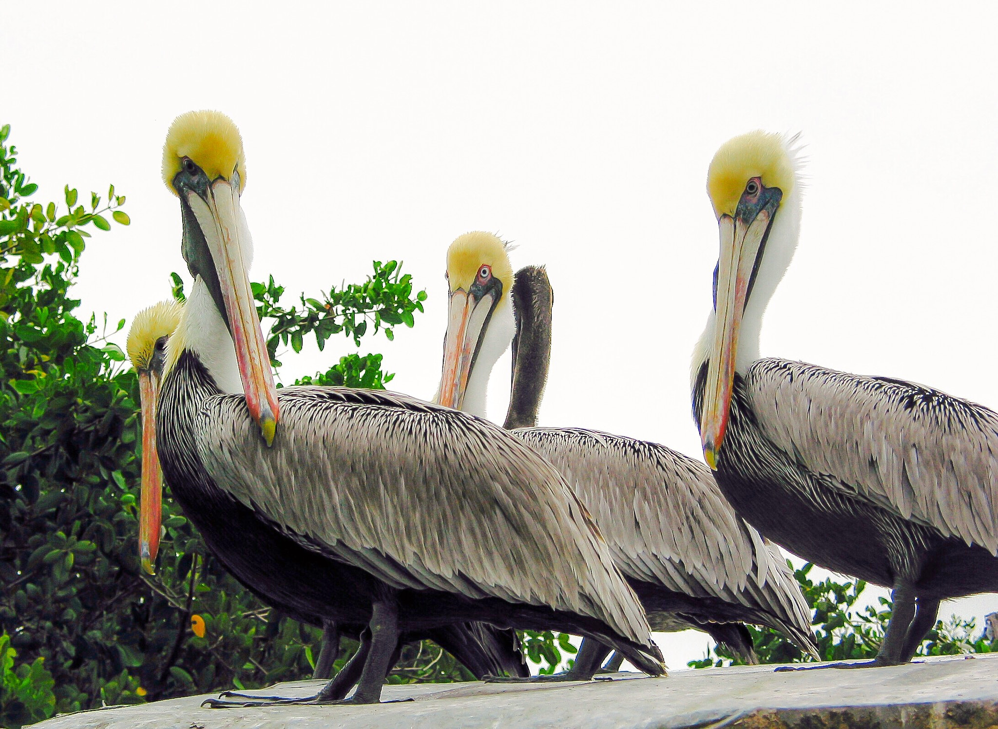 Canon POWERSHOT G2 sample photo. Pelicans in florida photography