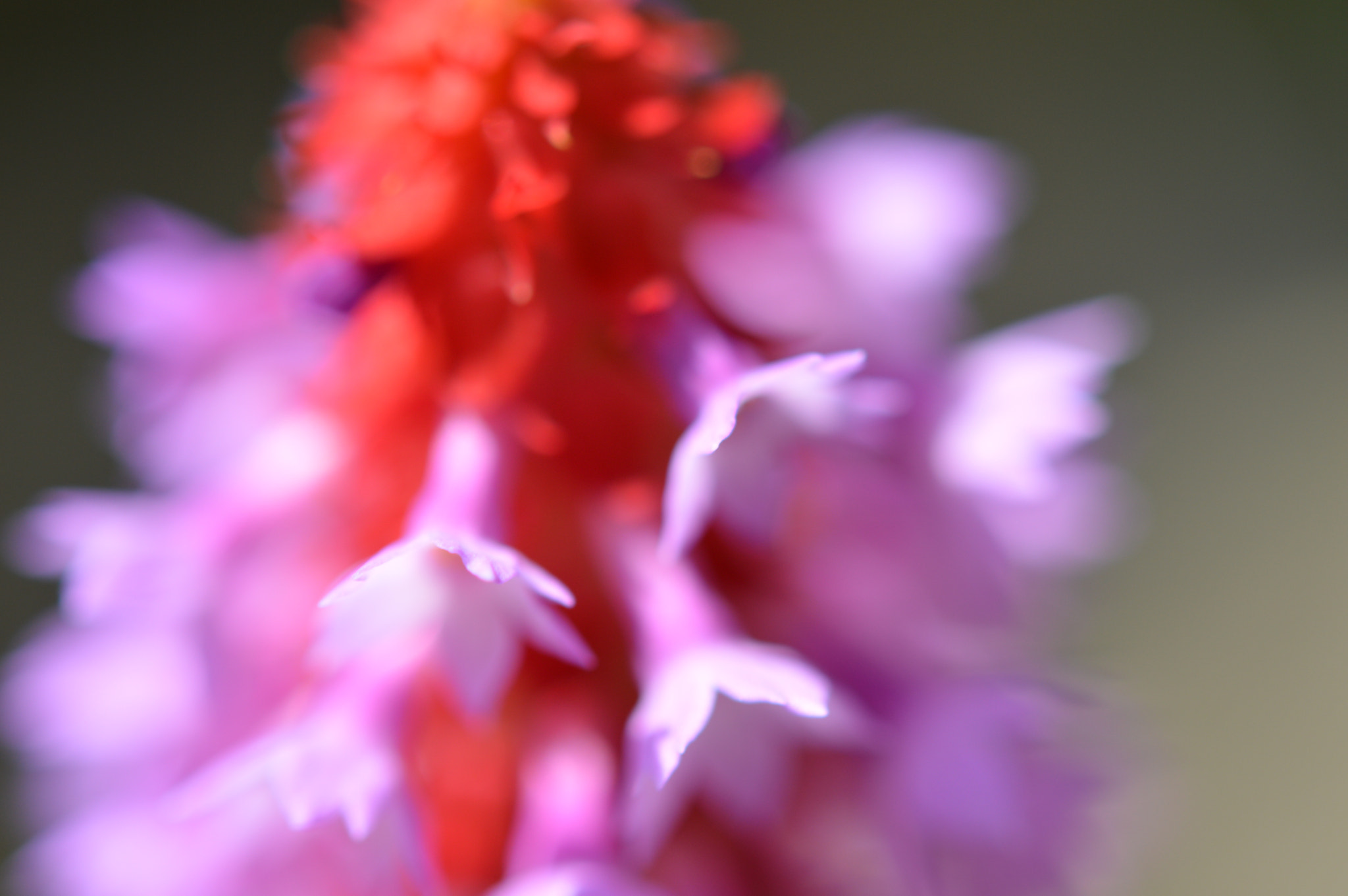 Nikon AF-S Micro-Nikkor 60mm F2.8G ED sample photo. Dsc_0008.jpg photography