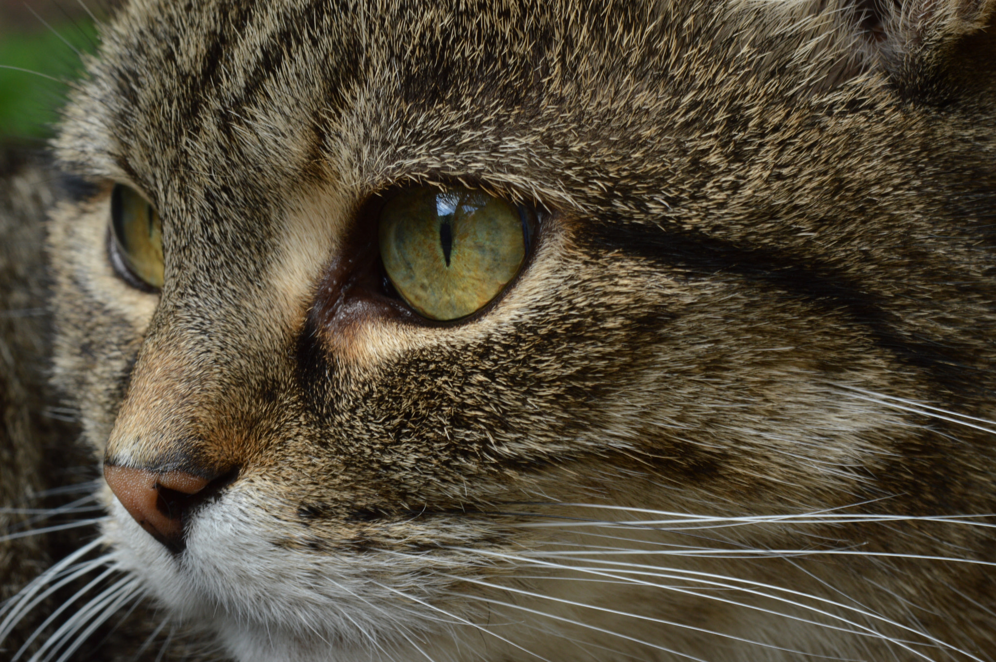Nikon AF-S Micro-Nikkor 60mm F2.8G ED sample photo. Dsc_0082.jpg photography