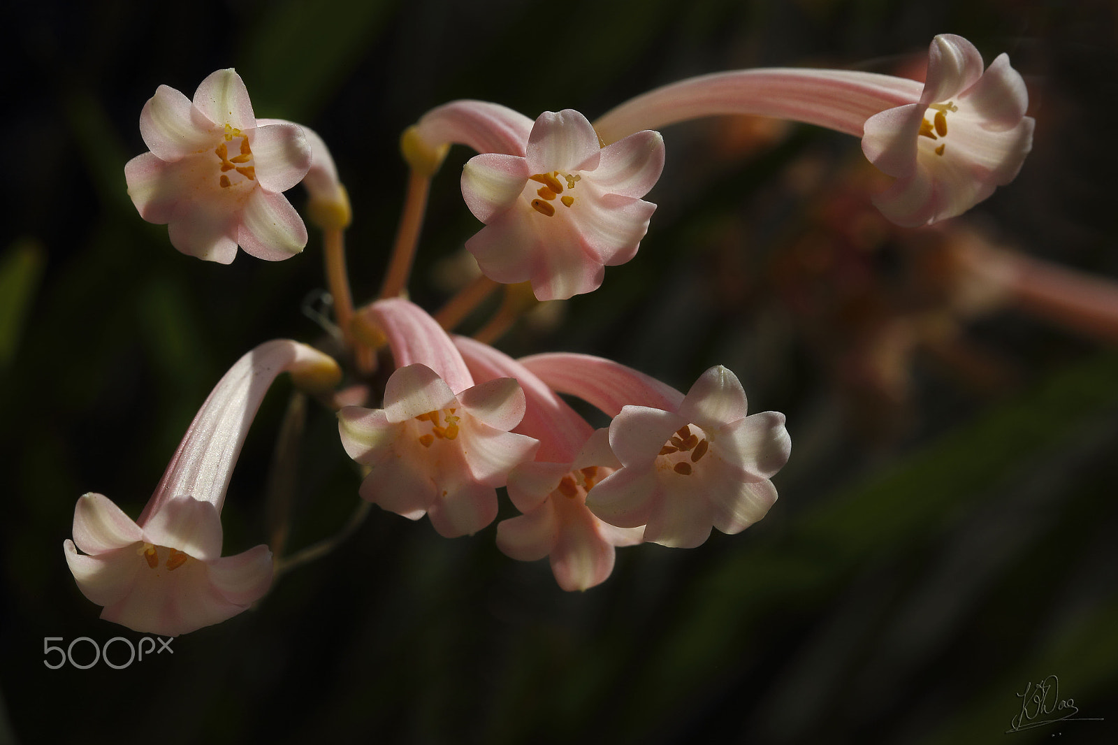 Canon EOS 550D (EOS Rebel T2i / EOS Kiss X4) + Canon EF 100mm F2.8 Macro USM sample photo. When flowers bloom, so does our heart.... photography