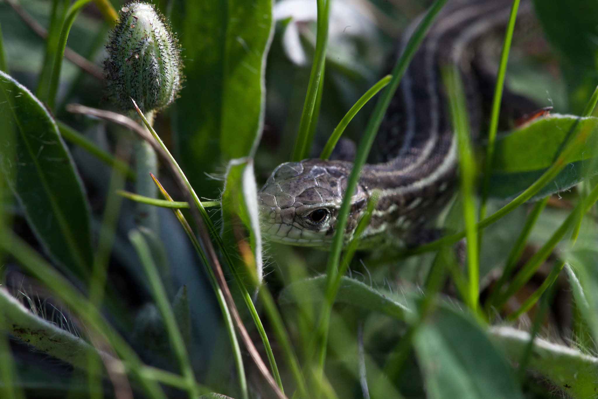 Canon EF 180mm F3.5L Macro USM sample photo. копия () photography