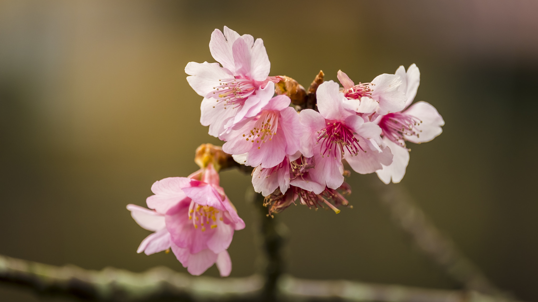 Fujifilm X-M1 + Fujifilm XF 55-200mm F3.5-4.8 R LM OIS sample photo. Early blooming sakura photography