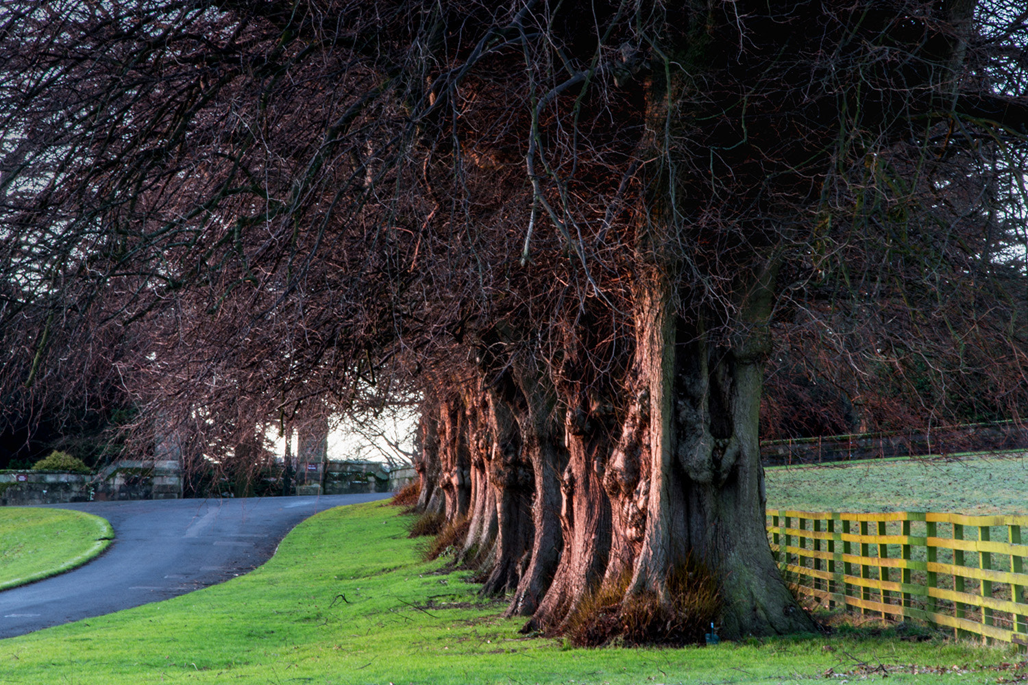 Canon EOS M sample photo. Aske trees jan sm photography