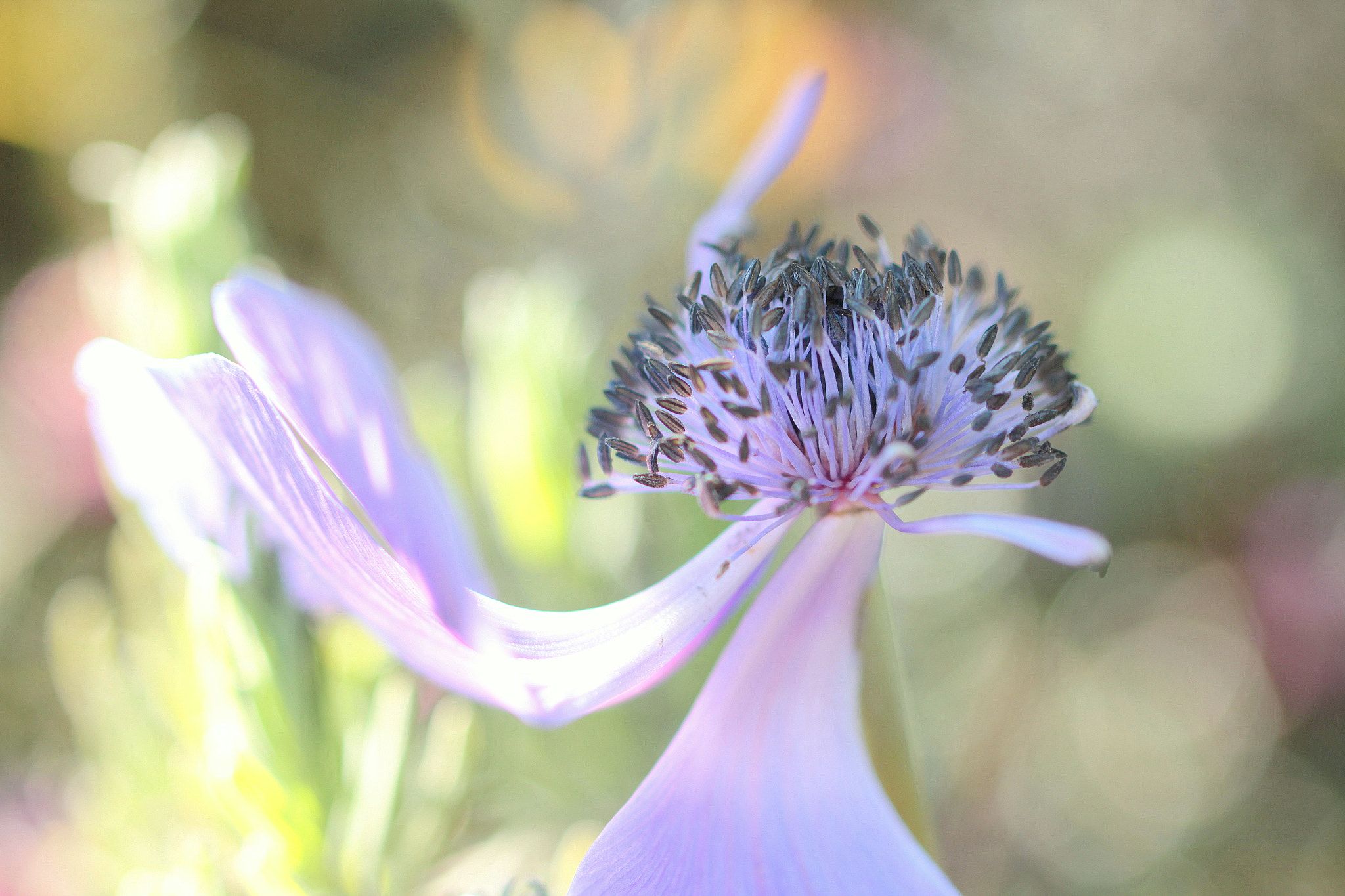 Canon EOS 650D (EOS Rebel T4i / EOS Kiss X6i) sample photo. Colorful light photography
