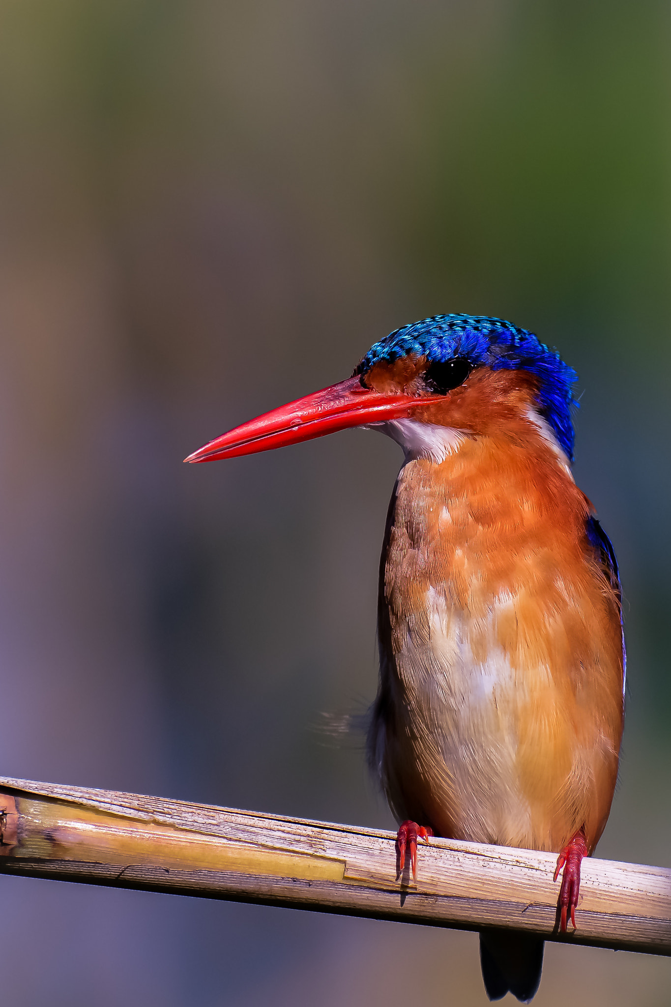 Nikon AF-S Nikkor 500mm F4D ED-IF II sample photo. Malachite kingfisher photography
