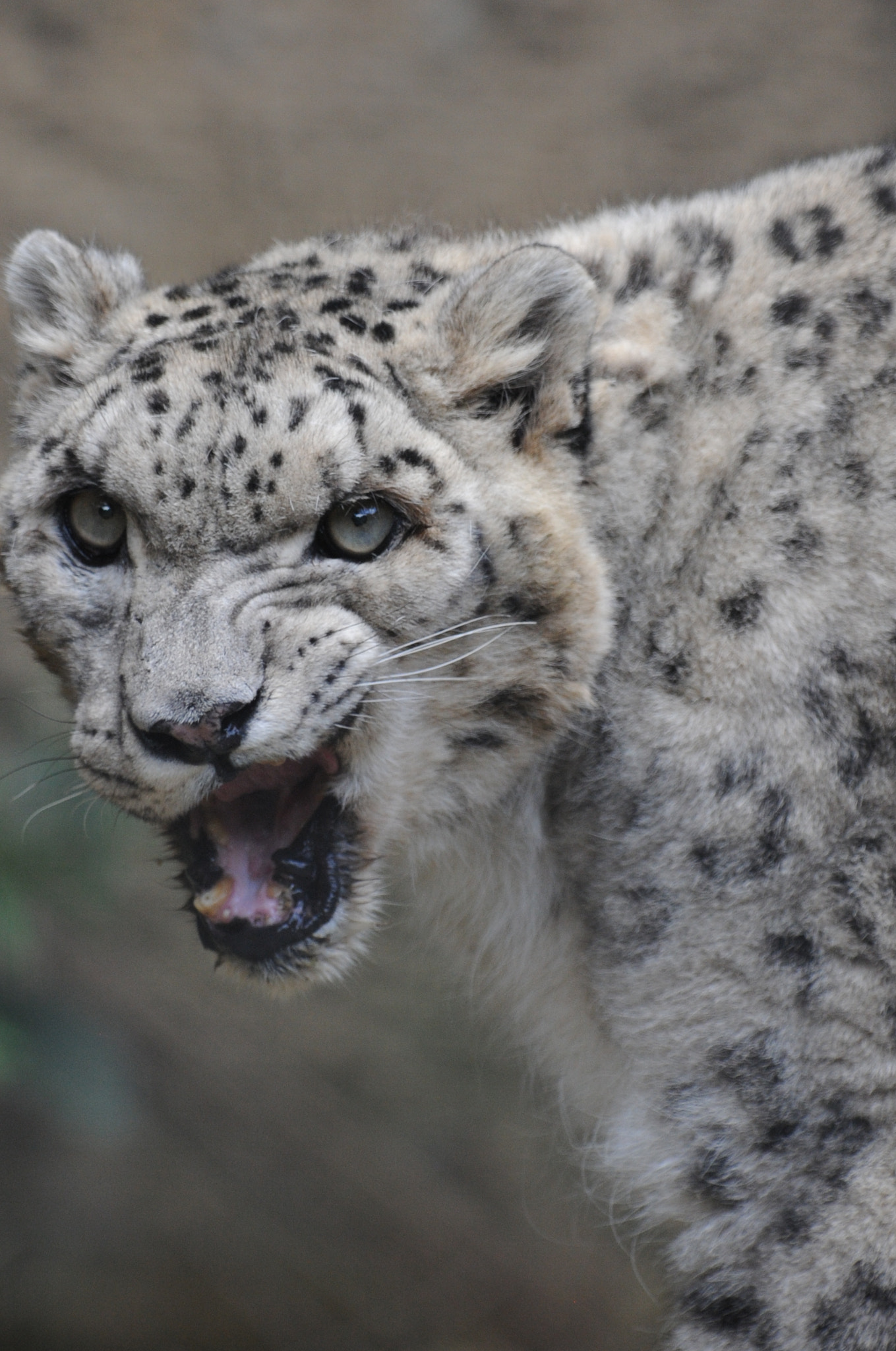 Nikon AF-S Nikkor 300mm F2.8G ED VR II sample photo. Anger photography