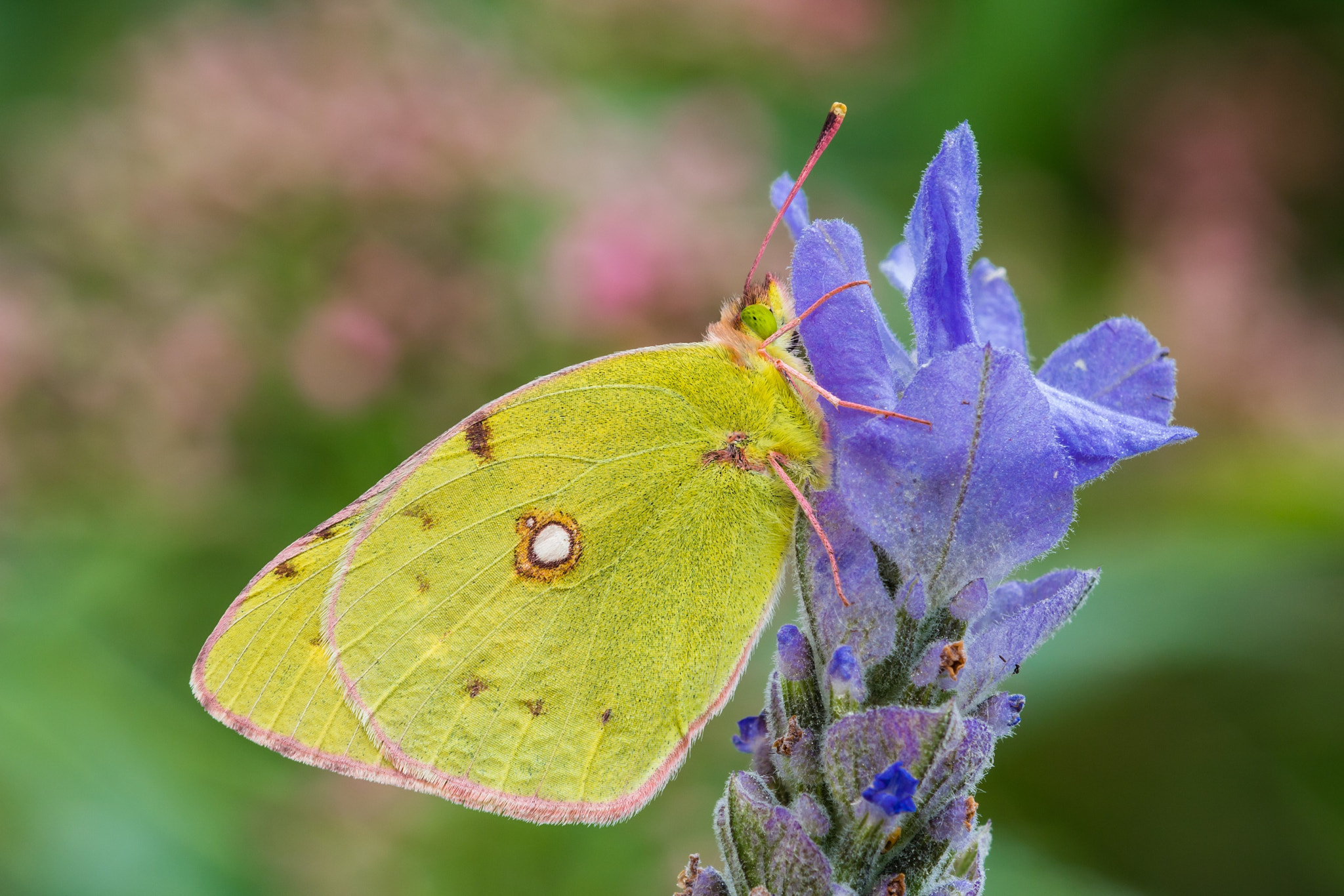 Canon EOS 650D (EOS Rebel T4i / EOS Kiss X6i) + Tamron SP AF 180mm F3.5 Di LD (IF) Macro sample photo. Colias photography