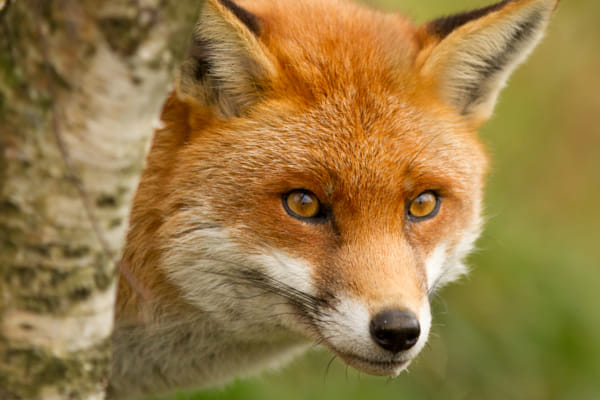 Eye Can See You - Fox on the prowl by Sean McMenemy on 500px.com