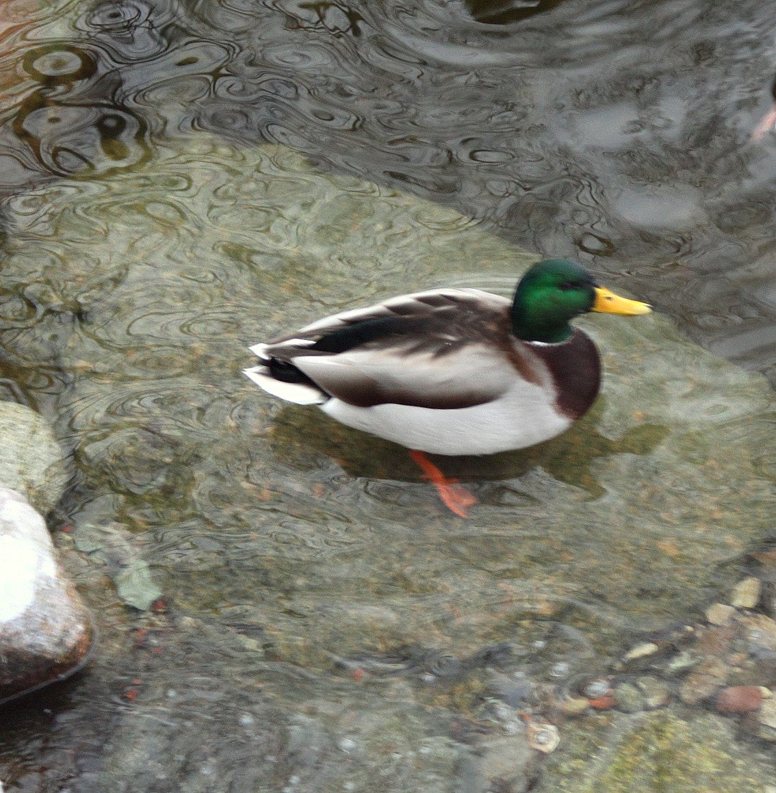Canon EF 28-90mm f/4-5.6 sample photo. Duck photography