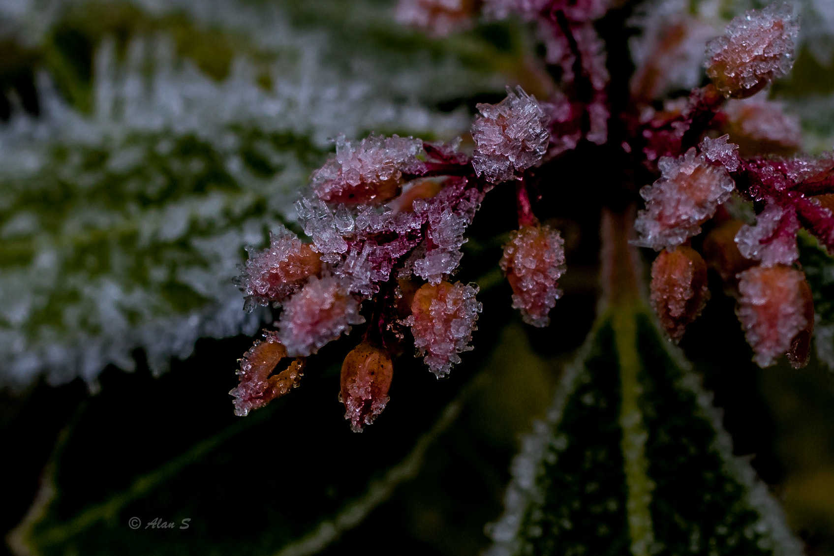 Canon EOS 5D Mark II + ZEISS Makro-Planar T* 50mm F2 sample photo. Ice flowers photography