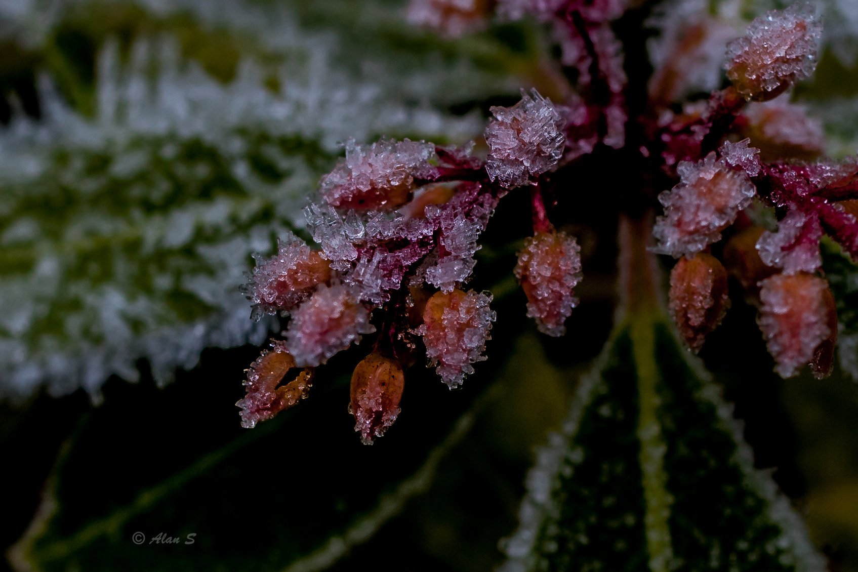ZEISS Makro-Planar T* 50mm F2 sample photo. Ice flowers photography