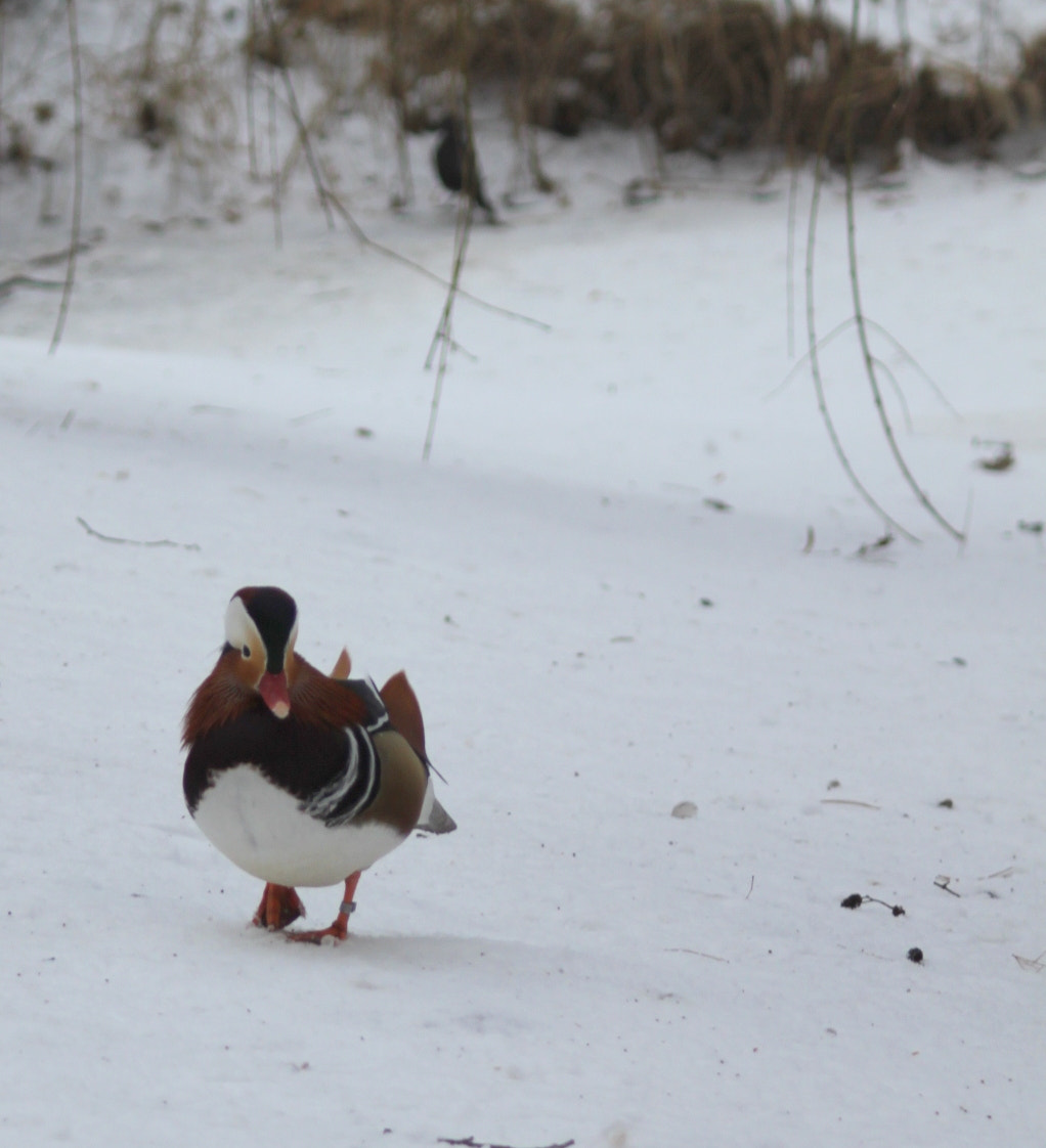 Canon EOS 500D (EOS Rebel T1i / EOS Kiss X3) + Canon EF 28-90mm f/4-5.6 sample photo. Winter duck photography