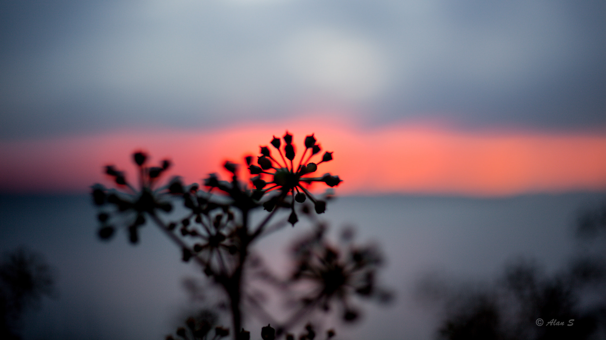 ZEISS Makro-Planar T* 50mm F2 sample photo. The color after sunset photography