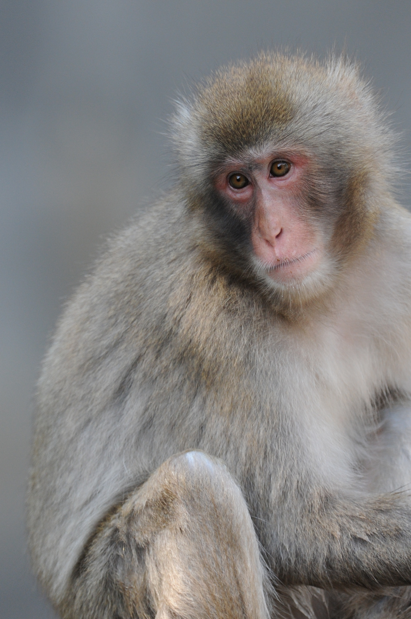 Nikon AF-S Nikkor 300mm F2.8G ED VR II sample photo. Entreaty photography