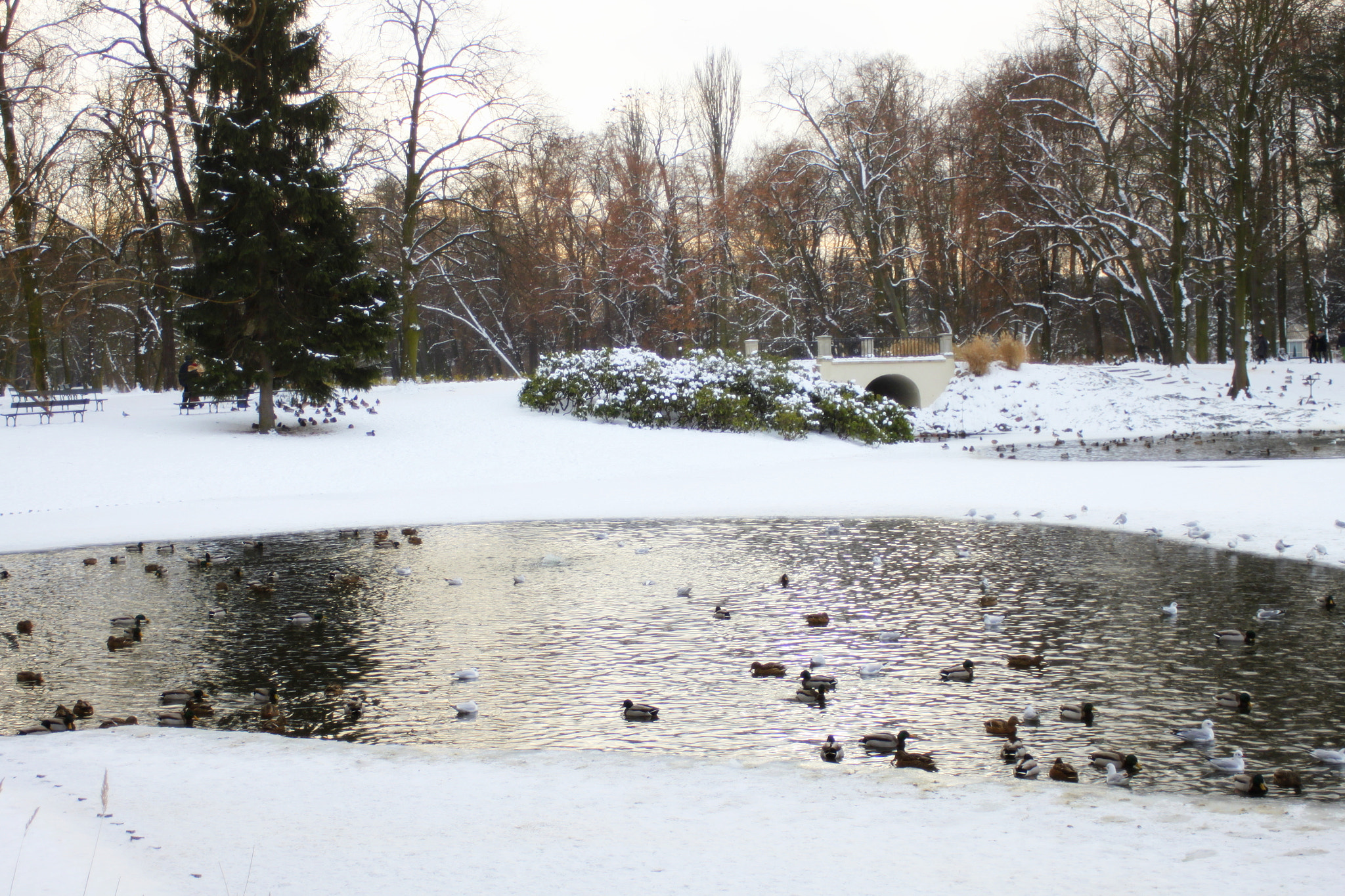 Canon EF 28-90mm f/4-5.6 sample photo. Park Łazienki królewskie photography