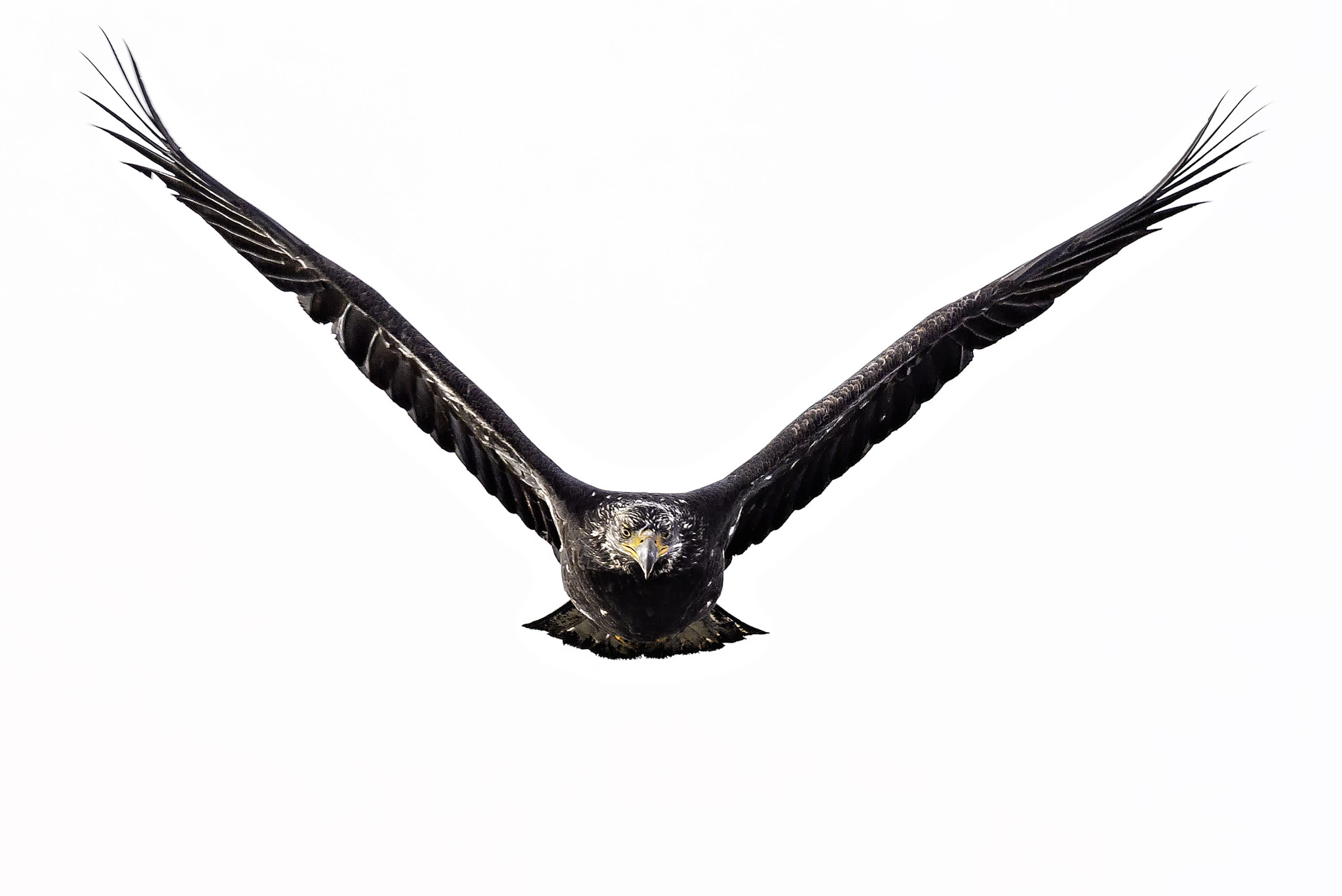 Canon EF 300mm f/2.8L + 1.4x sample photo. Eagle eye photography