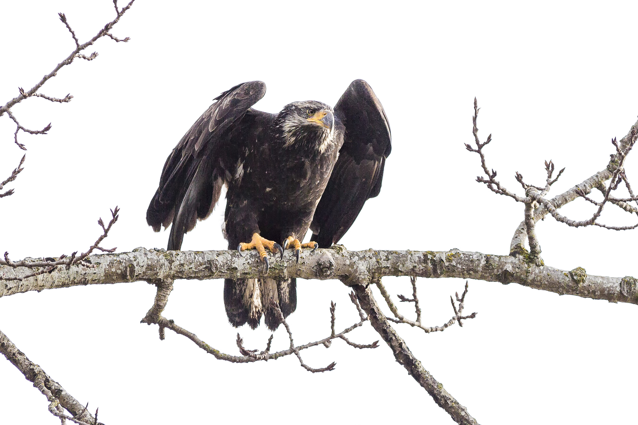 Canon EF 300mm f/2.8L + 1.4x sample photo. Eagle in tree photography
